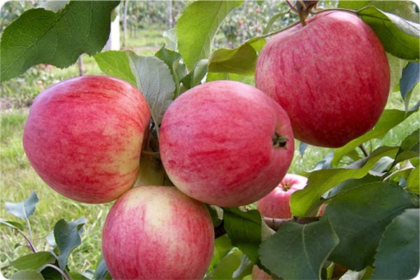 تصویر 5 از خرید و قیمت سیب دو رنگ تابستانه + فروش صادراتی